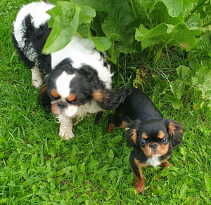 KING SHARLES SPANIEL (3 foto / 4)