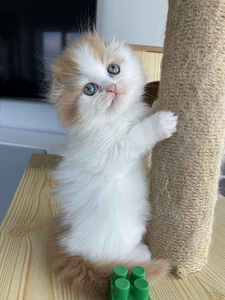 Scottish Fold (2 foto / 5)