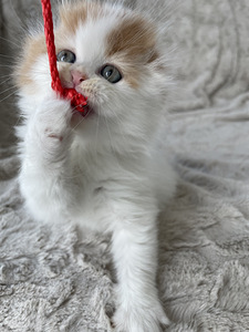 Scottish Fold (3 foto / 5)