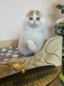 Scottish Fold tõutunnistusega (4 foto / 5)