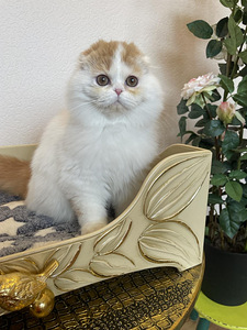 Scottish Fold tõutunnistusega (5 foto / 5)