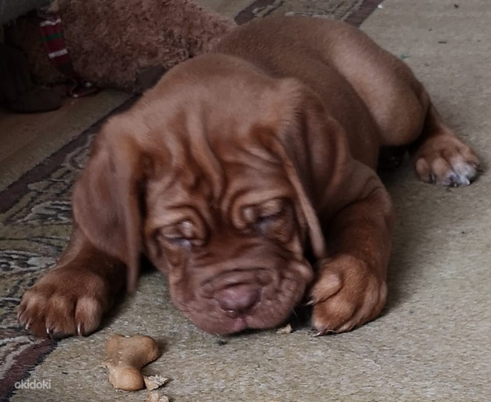 Bordoo Dogi Kutsikad Narva Loomad, Koerad osta ja müü okidoki