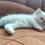 Сиамско-персидский котенок (фото #1)