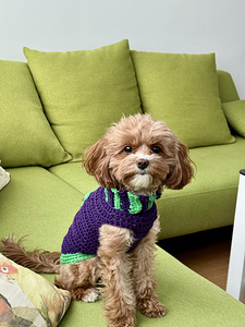 Otsin isast Toy-puudlit Cavapoole paarituseks (1 foto / 2)