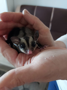Lendorav (suhkru possum) (5 foto / 5)