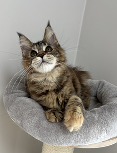 Maine Coon (2 foto / 4)