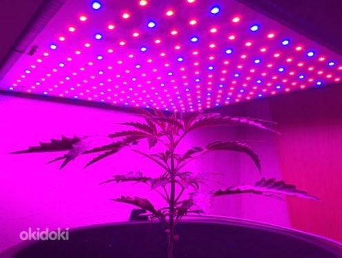 Фитолампа (LED светильник для выращивания растений) (фото #1)