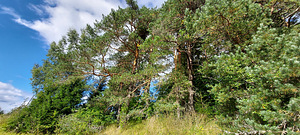 13208 Kuremäe-Kaidma tee, Kaidma, Alutaguse vald, Ida-Virumaa (1 фото из 13)