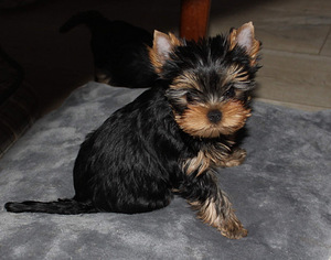 Yorkshire terrier kutsikad (4 foto / 4)