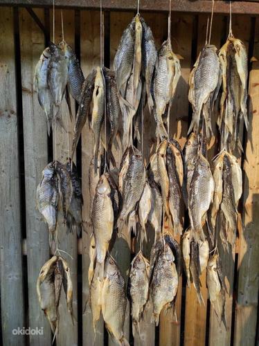 Vobla - kuivatatud kala (foto #3)