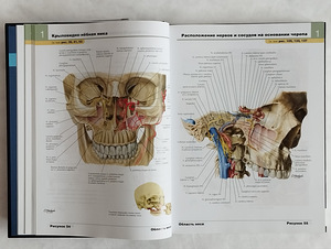 Frank Netteri inimese anatoomia atlas (4 foto / 10)