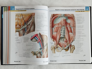 Frank Netteri inimese anatoomia atlas (8 foto / 10)
