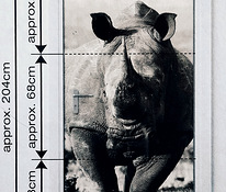 Fototapeet uksele "Nosorog"