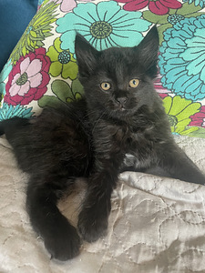Котята (5 фото из 6)