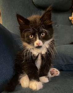 Котята (1 фото из 6)