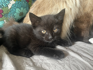 Котята (6 фото из 6)