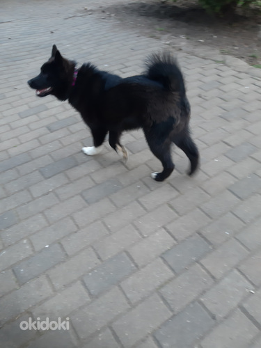 Щенки
