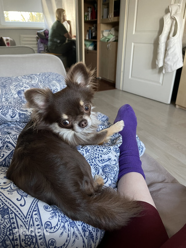 Chihuahua