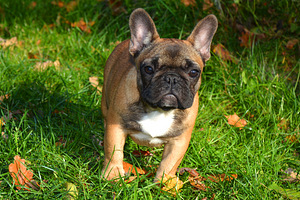 Prantsuse buldog (2 foto / 10)