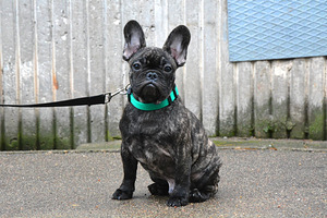 Prantsuse buldog (6 foto / 8)