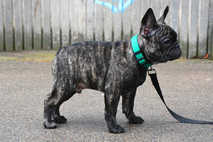 Prantsuse buldog (8 foto / 8)