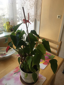 Цветок фламинго или цветочное растение антуриум