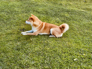 Shiba Inu paaritumiseks (3 foto / 3)