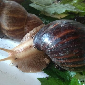 Ahhatina fulica, 4 улитки