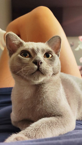 Burmese cat