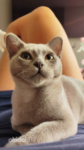 Burmese cat