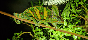 Jeemeni kameeleonid (4 foto / 6)