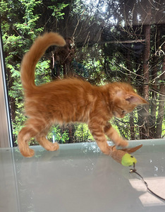 Maine coon emane kassipoeg (5 foto / 7)