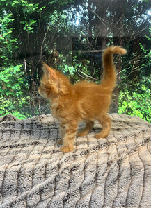 Maine coon emane kassipoeg (6 foto / 7)