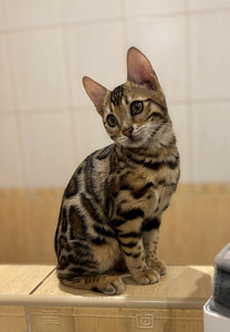 Bengali kassipojad (1 foto / 2)