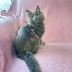 Maine Coon (4 foto / 8)