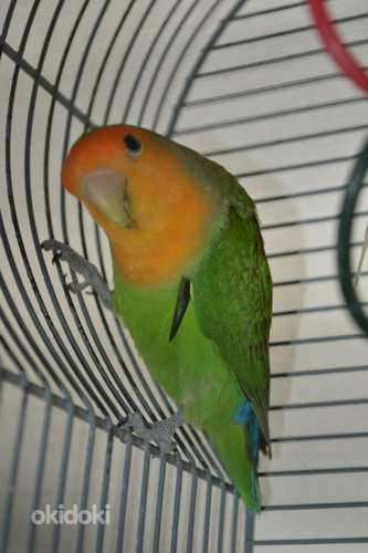 Молодой попугай (фото #1)