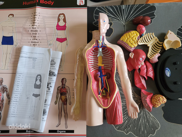 Модель человеческого тела (фото #2)
