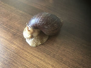 Tigu Akhantina Tigu (2 foto / 4)