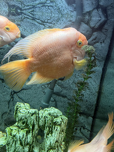 Müüa 250l akvaarium koos kaladega. (5 фото из 7)