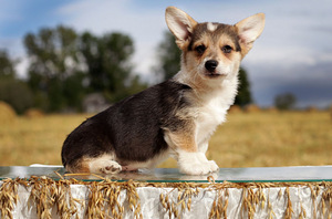 Pembroke welsh corgi kutsikad (5 foto / 6)