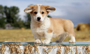 Pembroke welsh corgi kutsikad (4 foto / 6)