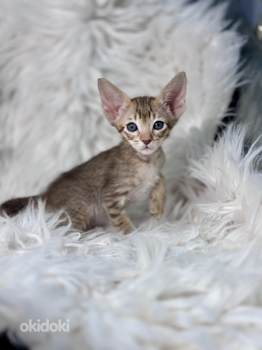 Oriental kitten (foto #1)