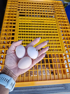 Wyandotte Bantam (1 foto / 4)