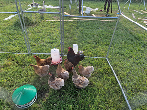 Wyandotte Bantam (3 foto / 4)