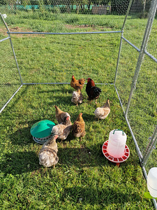 Wyandotte Bantam (4 foto / 4)