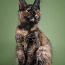 Maine Coon котята (фото #1)