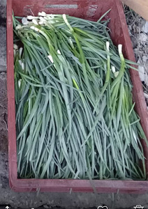 Roheline sibul 1kg/2€ (1 foto / 1)