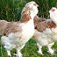 Omatehtud kanamunad (foto #2)