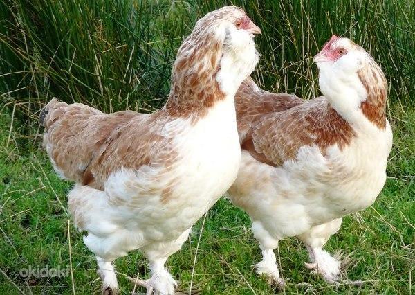 Домашние куриные яйца (фото #2)