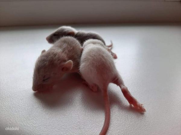 Крысы (фото #2)